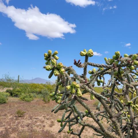 cactus